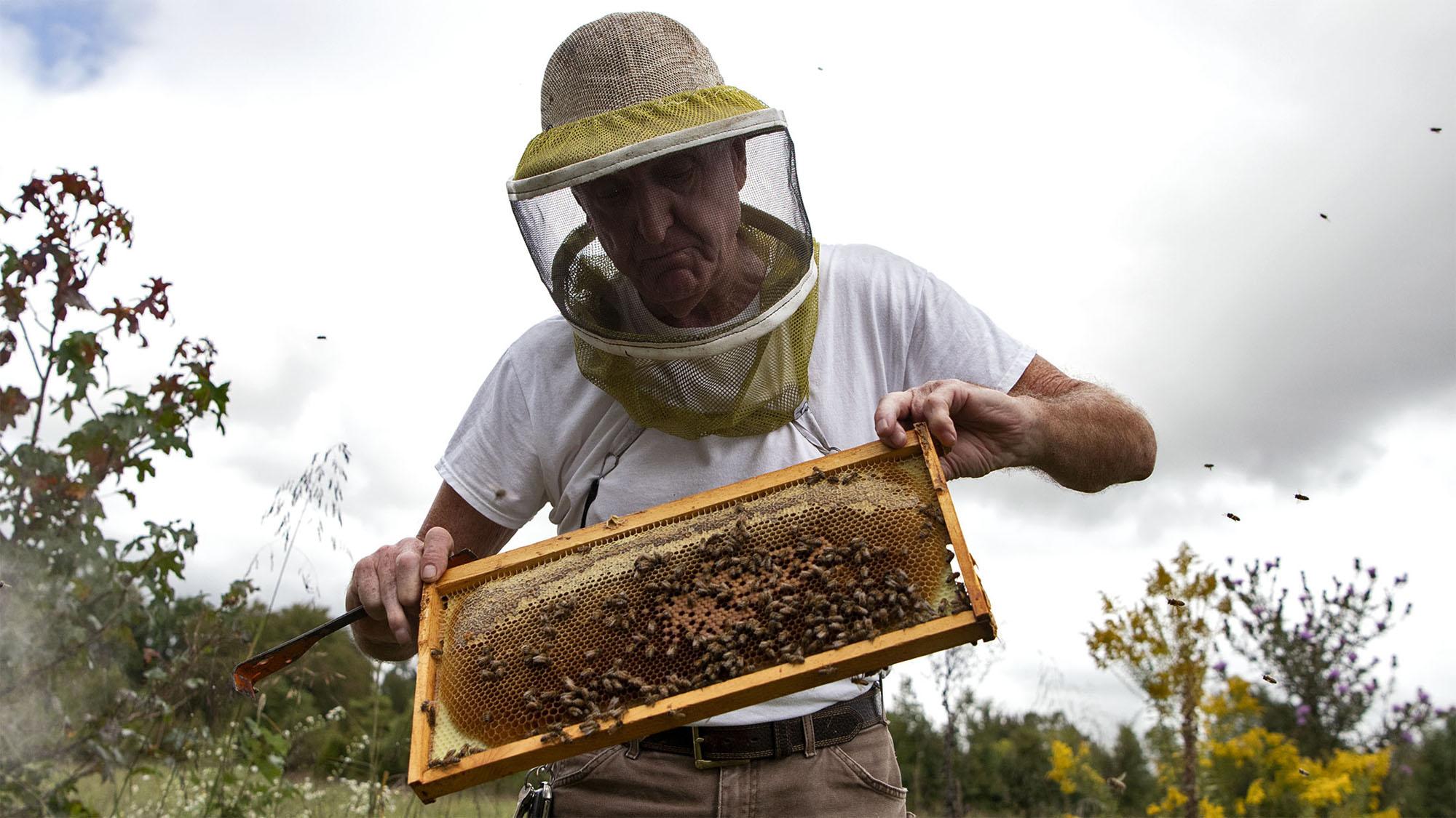 A glimpse into the life of a beekeeper – Talisman 