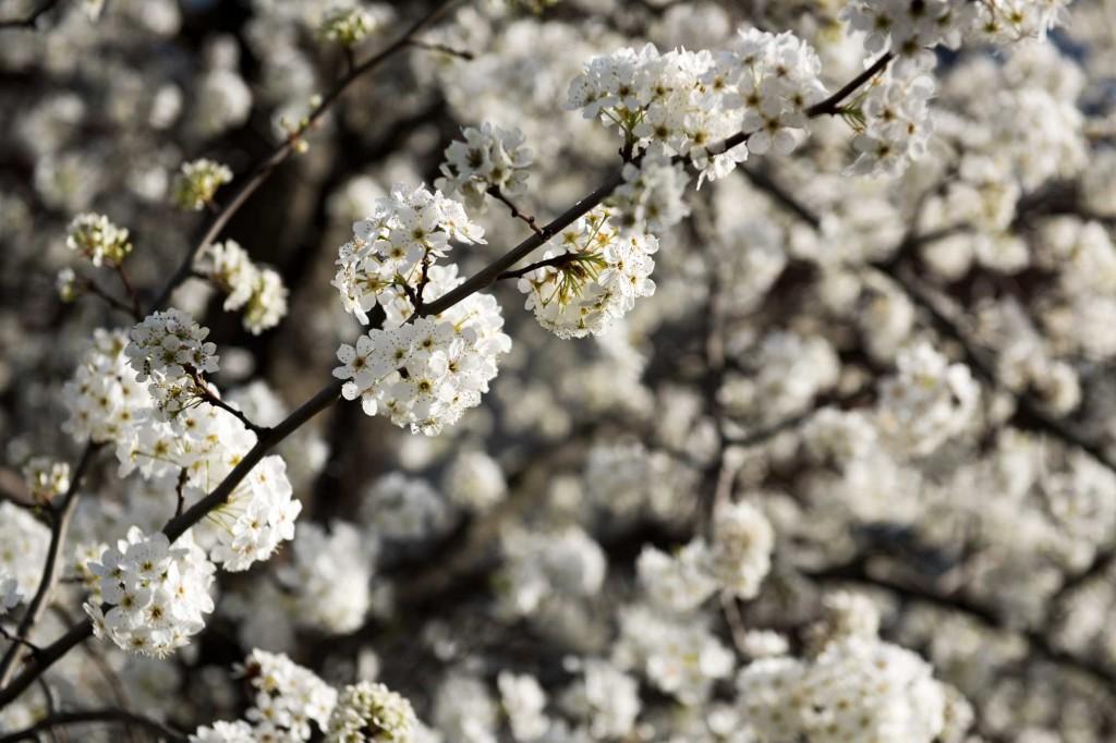 campus-trees-in-bloom-2