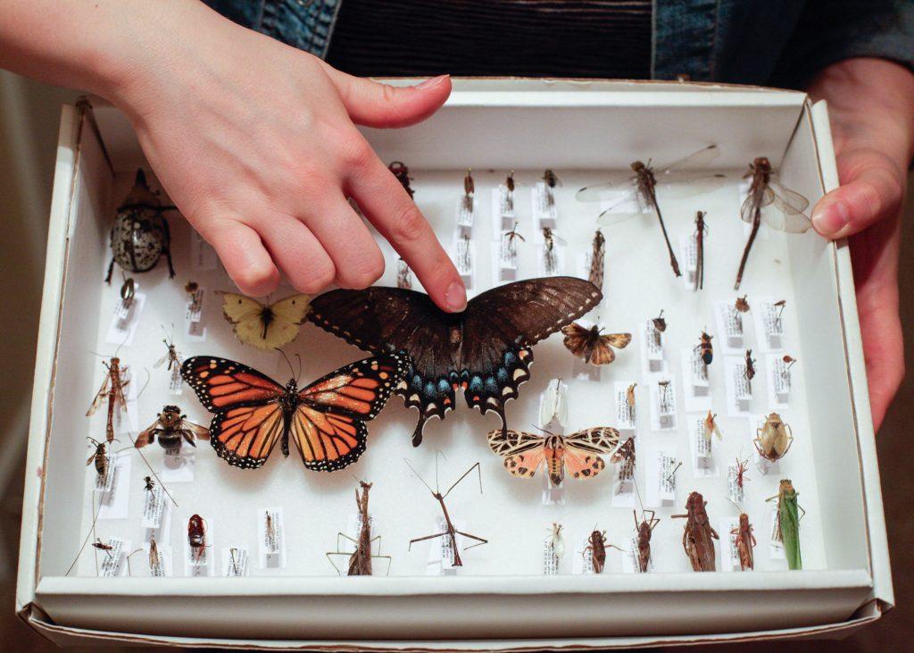 TOP Laffoon shows her favorite insects she collected in her class on insect biodiversity. “It took all semester to catch them all,” Laffoon said. “The work was worth it, though. It’s one of my favorite things in my room.”