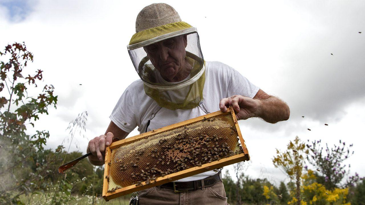 A glimpse into the life of a beekeeper - Talisman