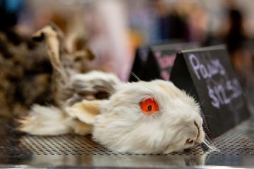 The 13 Full Moons booth displayed taxidermy rabbits and other animals during the Punk Rock Flea Market at Sloan Convention Center on Saturday, Aug. 30, 2025.(Photo by Kaitlyn Webb)