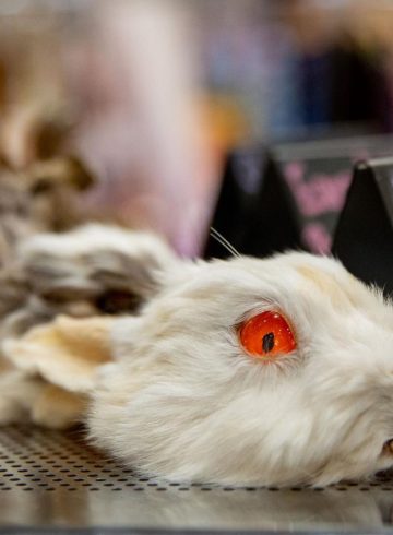 The 13 Full Moons booth displayed taxidermy rabbits and other animals during the Punk Rock Flea Market at Sloan Convention Center on Saturday, Aug. 30, 2025.(Photo by Kaitlyn Webb)
