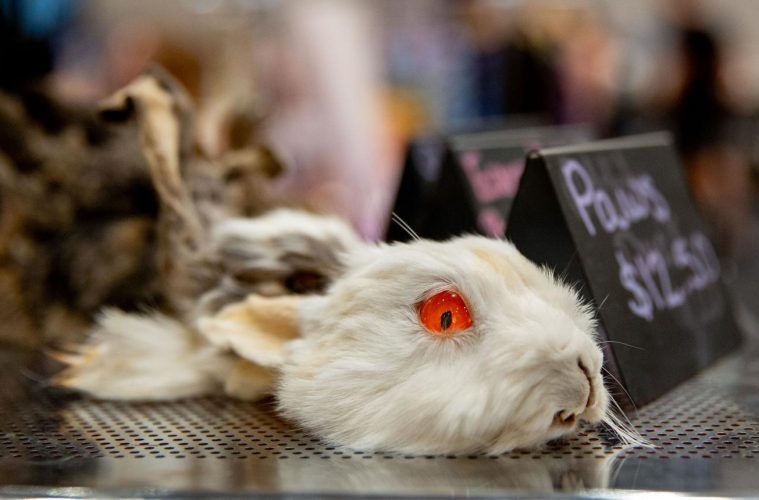 The 13 Full Moons booth displayed taxidermy rabbits and other animals during the Punk Rock Flea Market at Sloan Convention Center on Saturday, Aug. 30, 2025.(Photo by Kaitlyn Webb)
