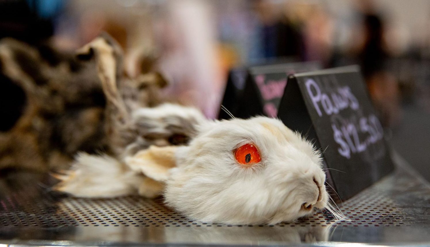The 13 Full Moons booth displayed taxidermy rabbits and other animals during the Punk Rock Flea Market at Sloan Convention Center on Saturday, Aug. 30, 2025.(Photo by Kaitlyn Webb)